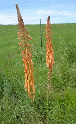 Kniphofia angustifolia flowers